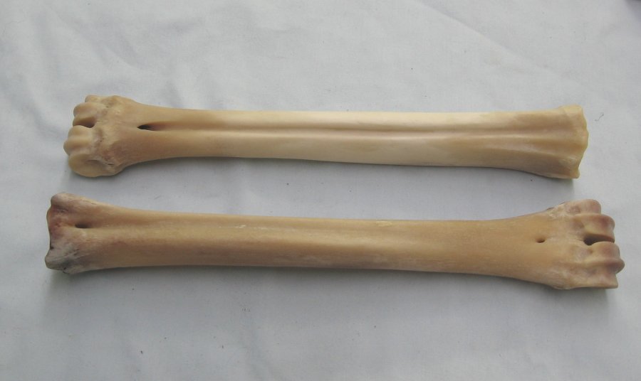 Bones ELK MISCELLANEOUS (58580601)