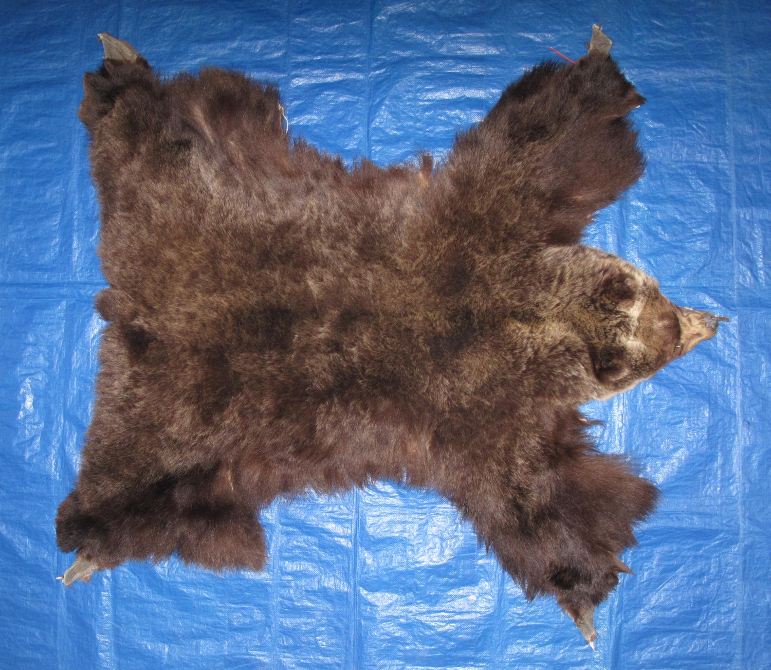 Tanned Furs GRIZZLY BEAR (61400034)