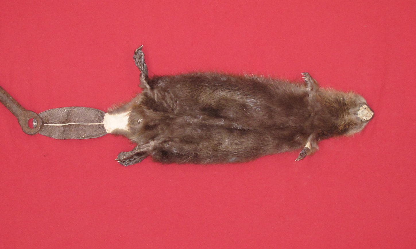 Tanned Furs BEAVER TAXIDERMY QUALITY (61640158)