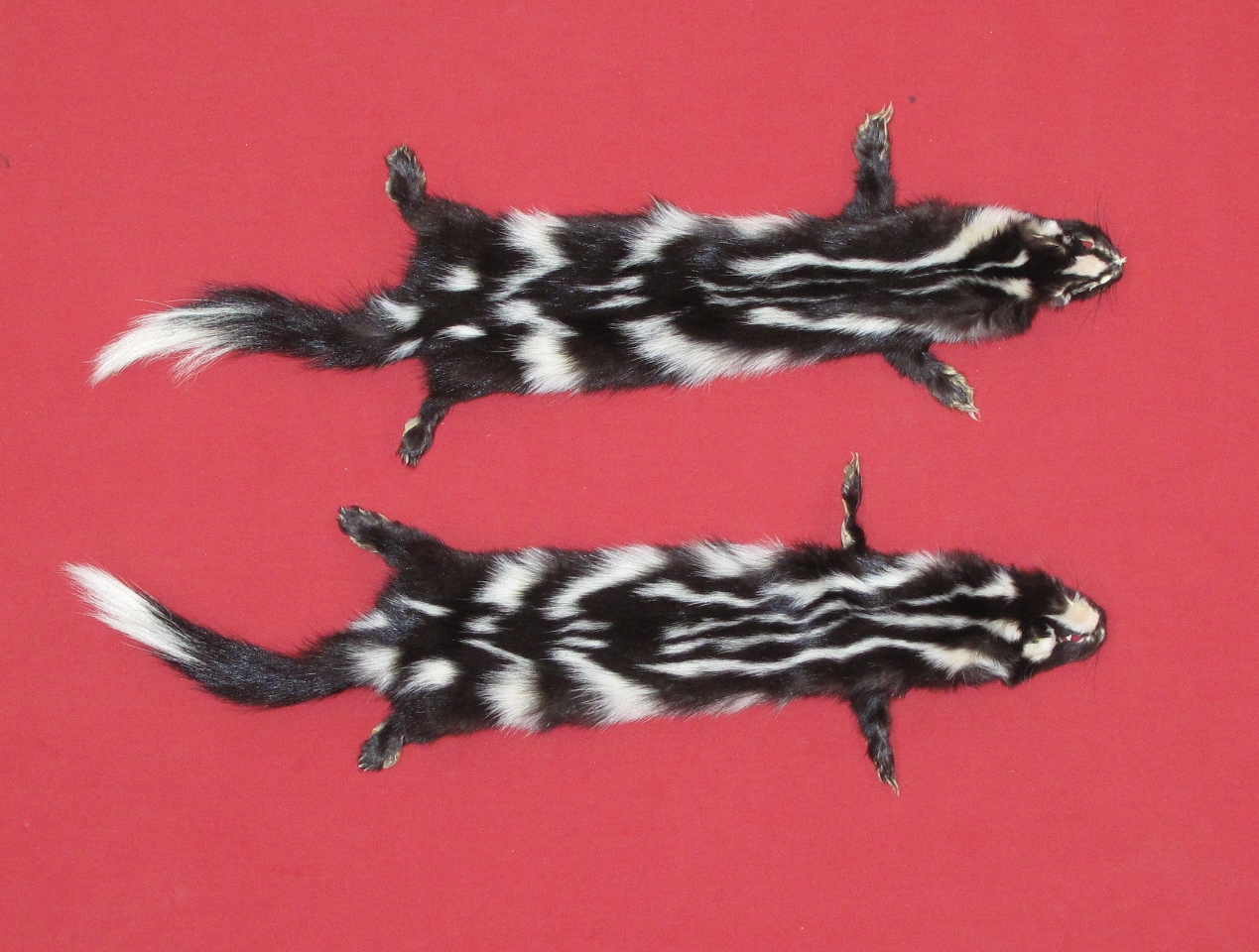 Tanned Furs CIVET (63200252)