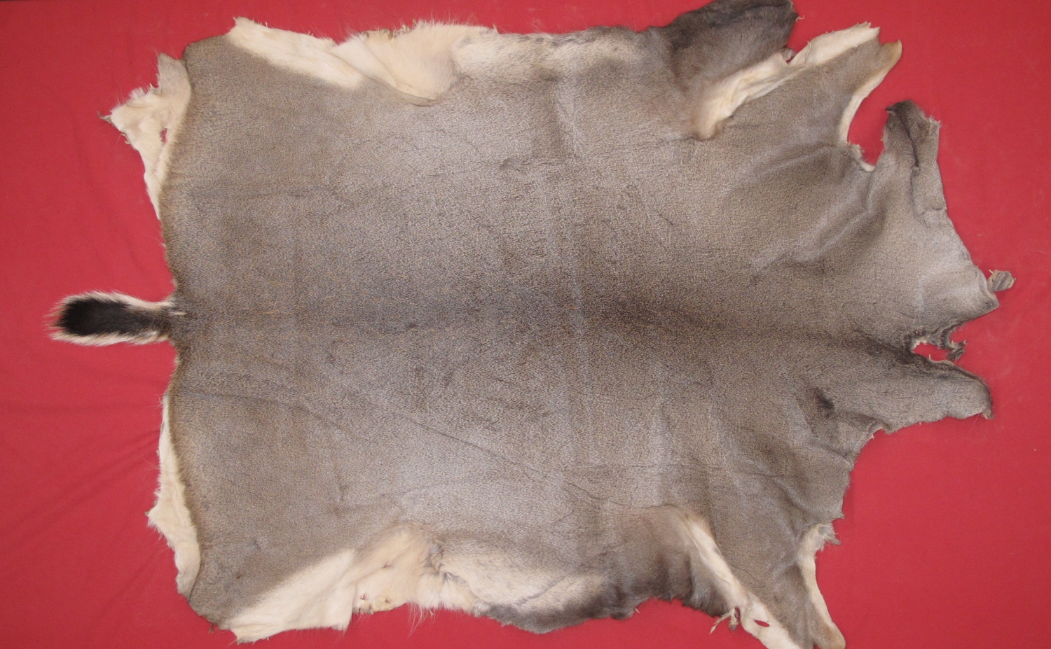 Tanned Furs BLACK TAIL DEER HIDES (63729969)