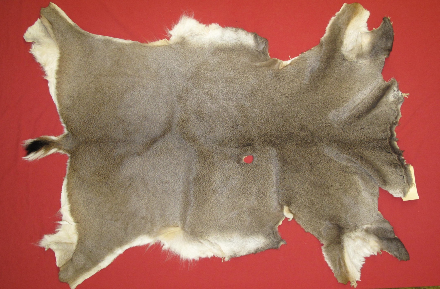 Tanned Furs BLACK TAIL DEER HIDES (63729987)