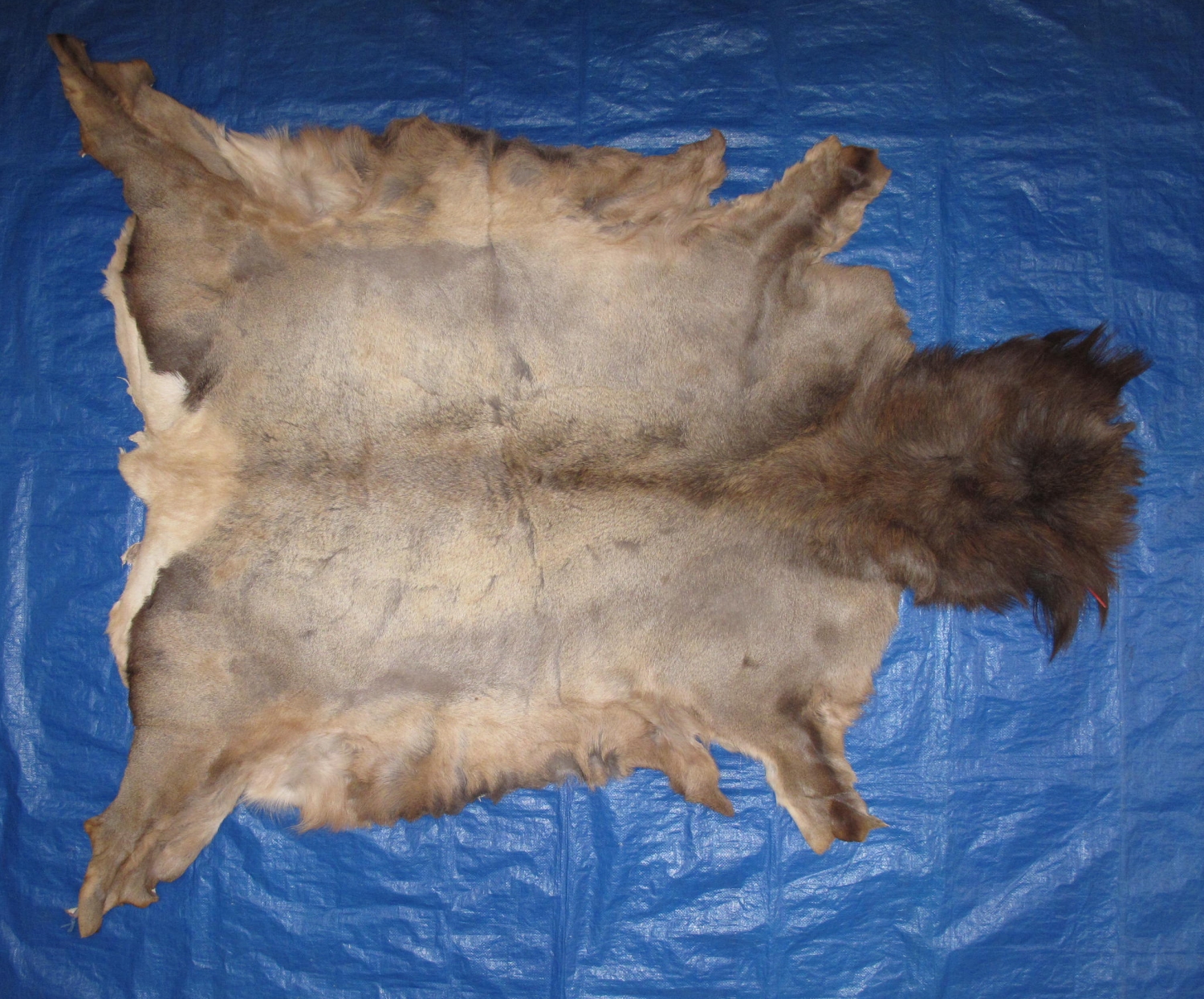 Tanned Furs ELK HIDES (64120330)