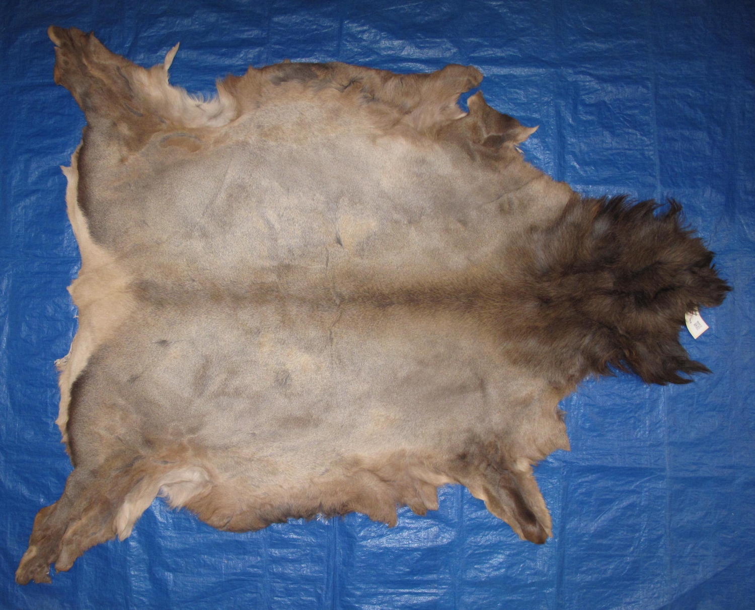 Tanned Furs ELK HIDES (64120345)