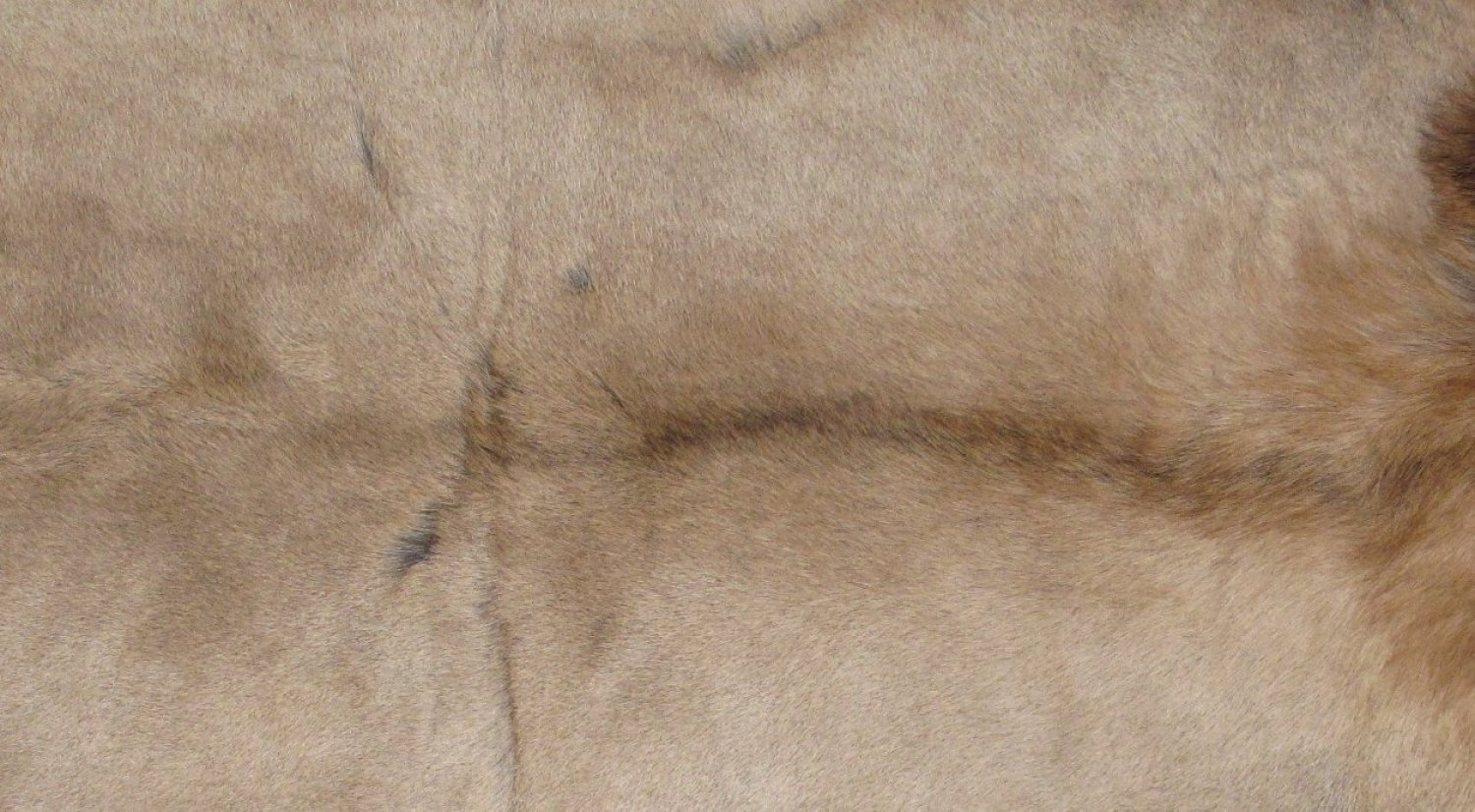 Tanned Furs ELK HIDES (64120425)