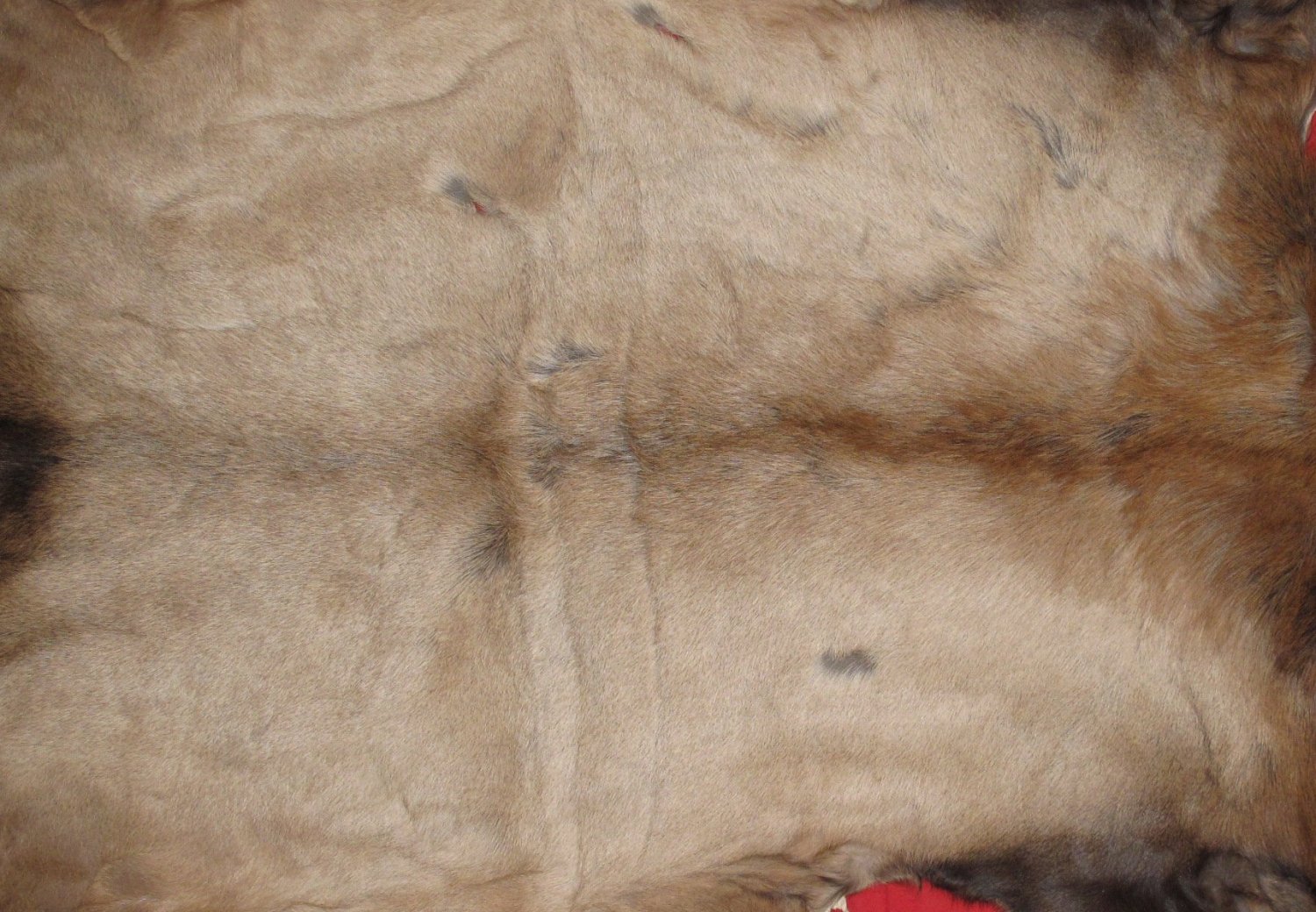 Tanned Furs ELK HIDES (64120426)