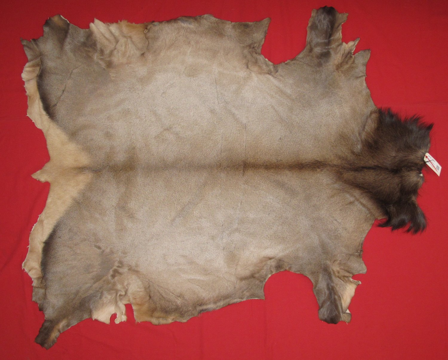 Tanned Furs ELK HIDES (64120427)