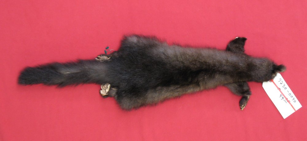 Tanned Furs AUSTRALIA/NZ OPOSSUM (72300040)