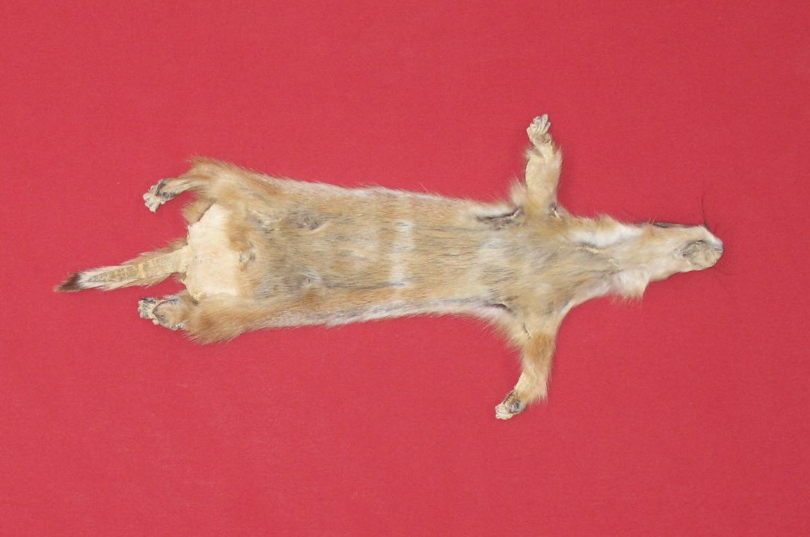 Tanned Furs PRAIRIE DOG TAXIDERMY QUALITY (72410037)