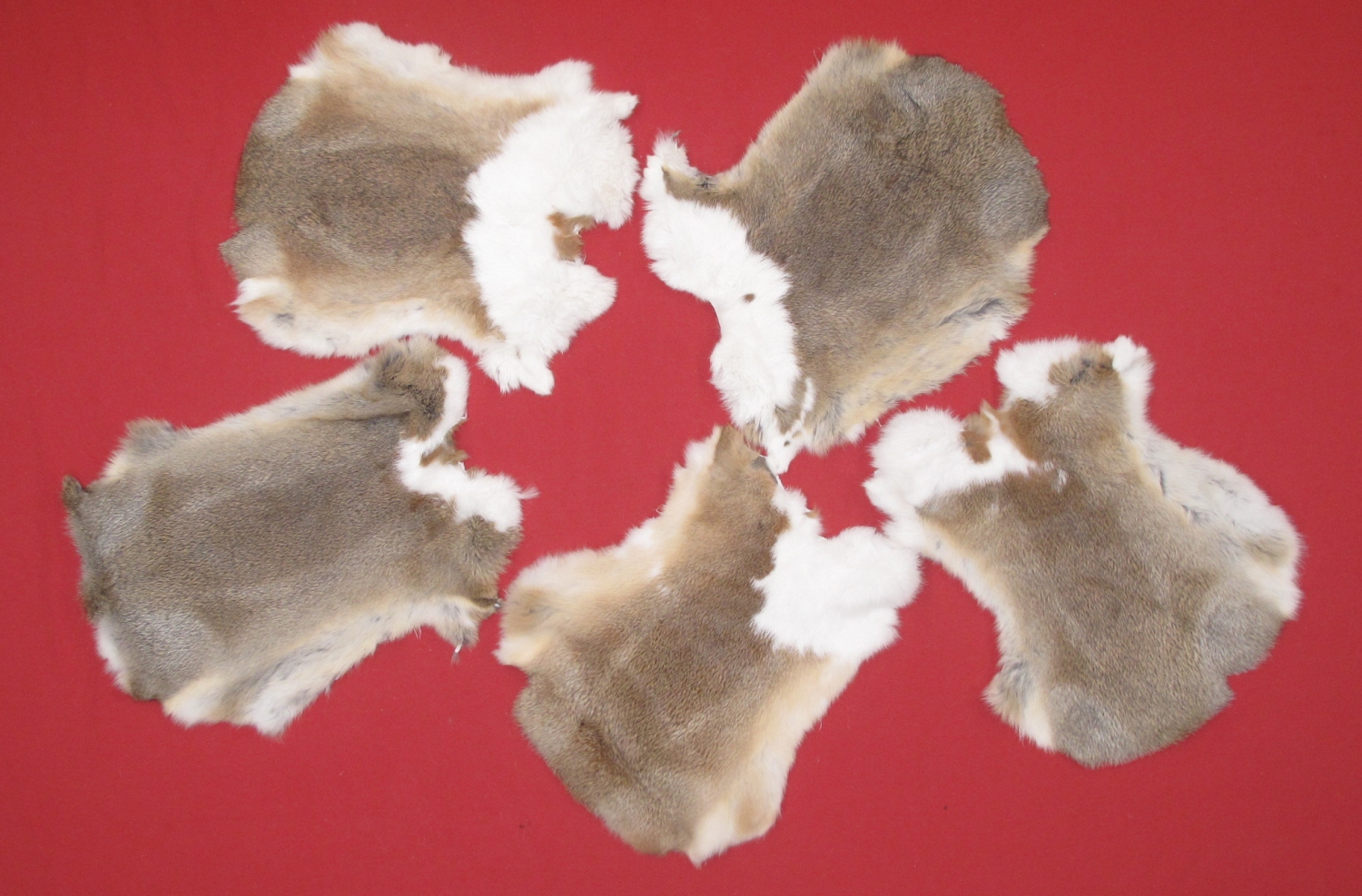 Tanned Furs DOMESTIC RABBIT (72509977)