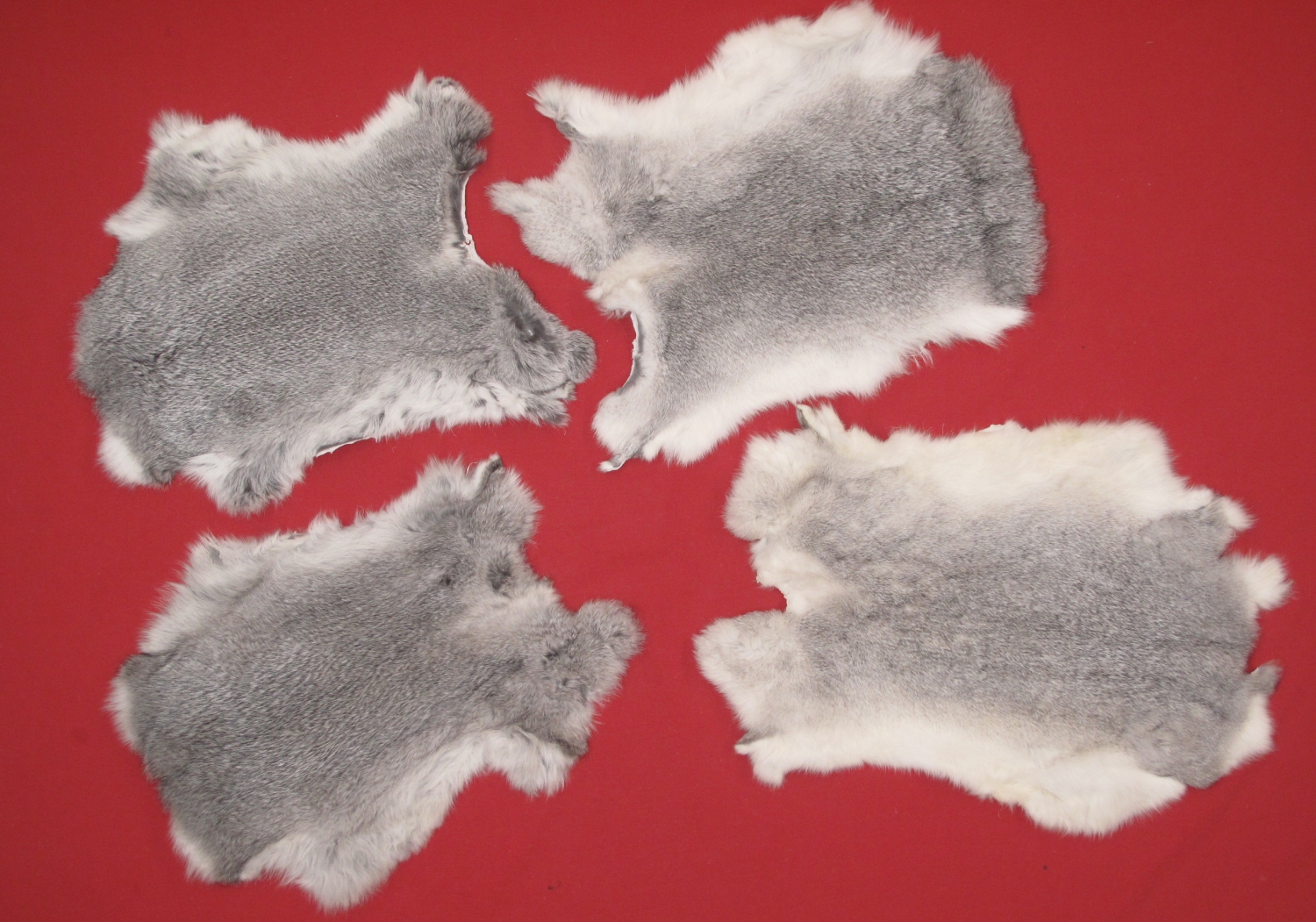 Tanned Furs DOMESTIC RABBIT (72509990)