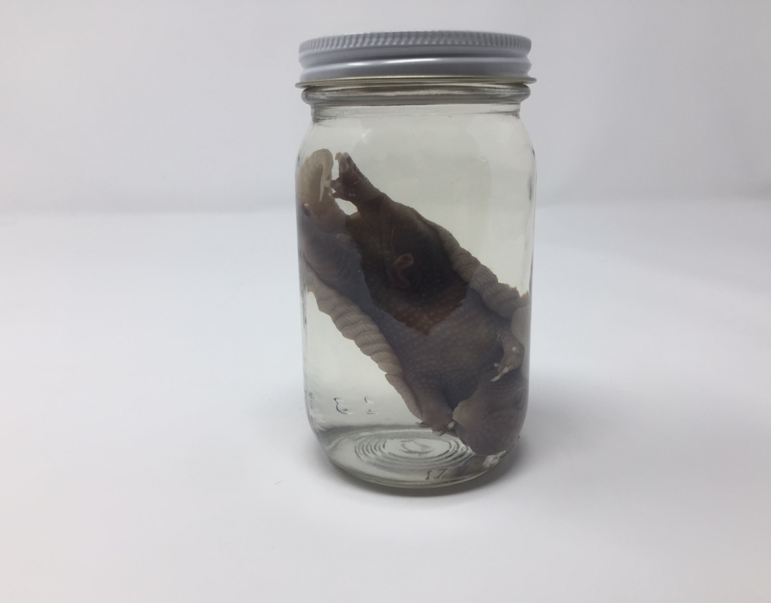 Miscellaneous WET SPECIMENS (79850060)