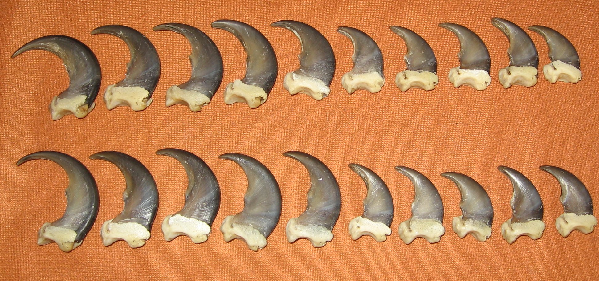 Black Bear Claw Sets for sale by