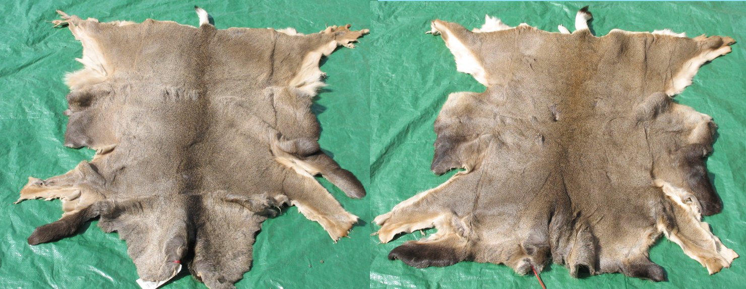 Tanned Mule Deer Hides, Furs, Pelts, Skins for sale by