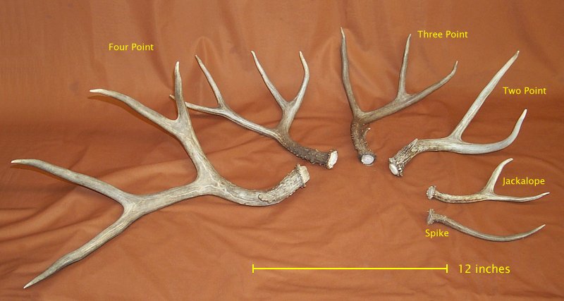 Mule Deer Antler Sides for sale by