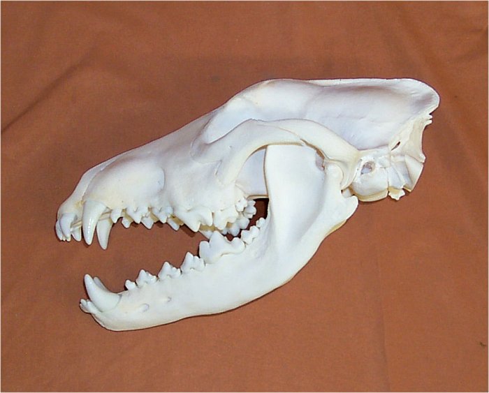 Wolf Skulls for sale by