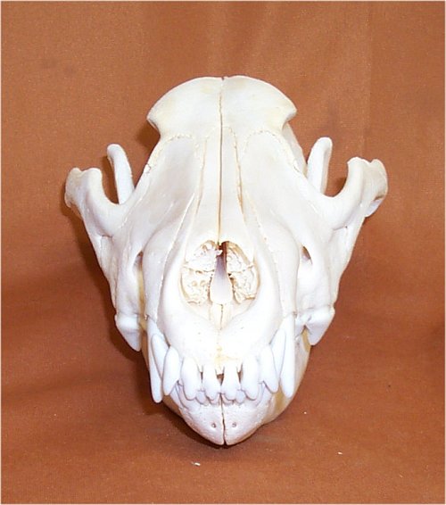 Wolf Skulls for sale by