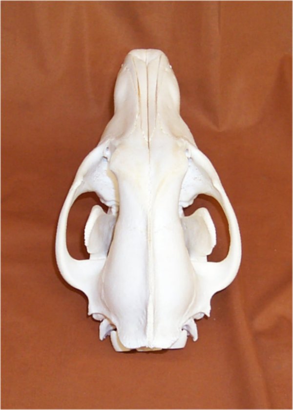 Wolf Skulls for sale by