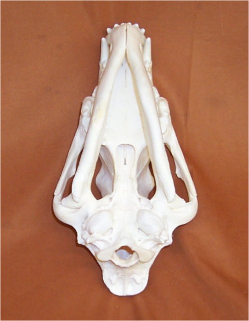 Wolf Skulls for sale by