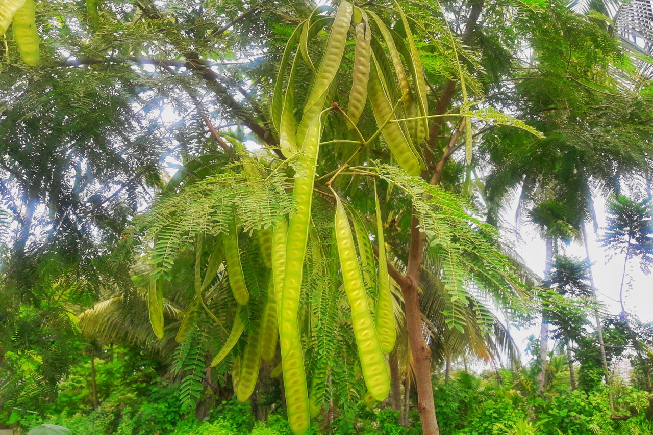 Parkia speciosa side effects