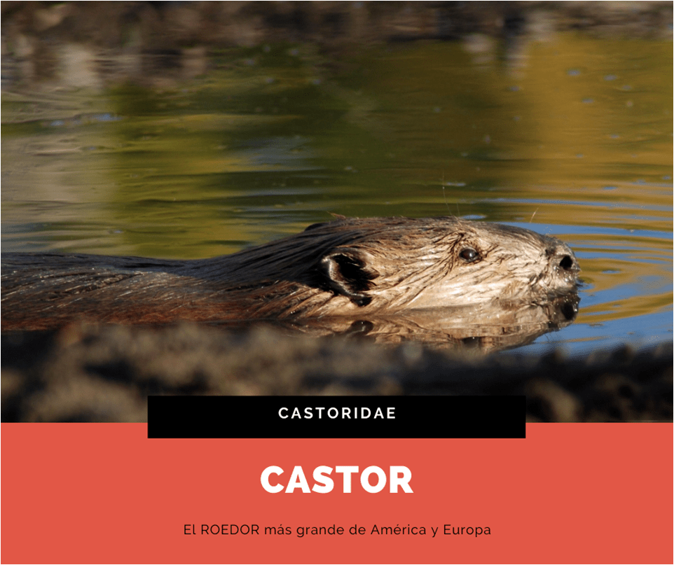 Especies semiacuáticas Castor y Nutria — Hive