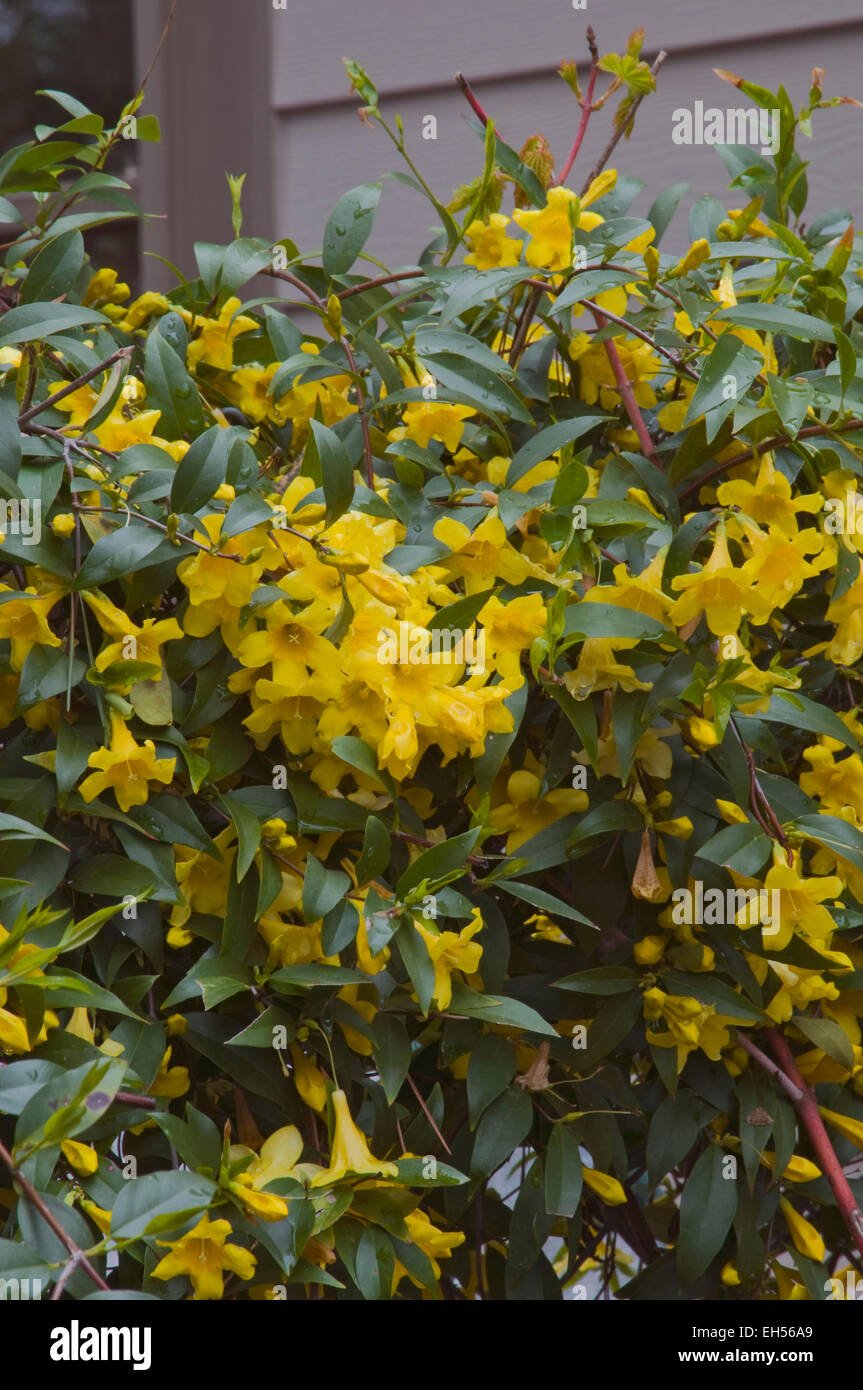Yellow Jessamine — Hive