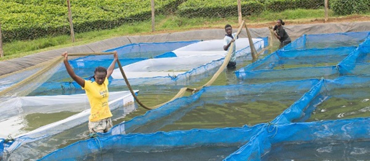 Why start fish farming in Kisumu