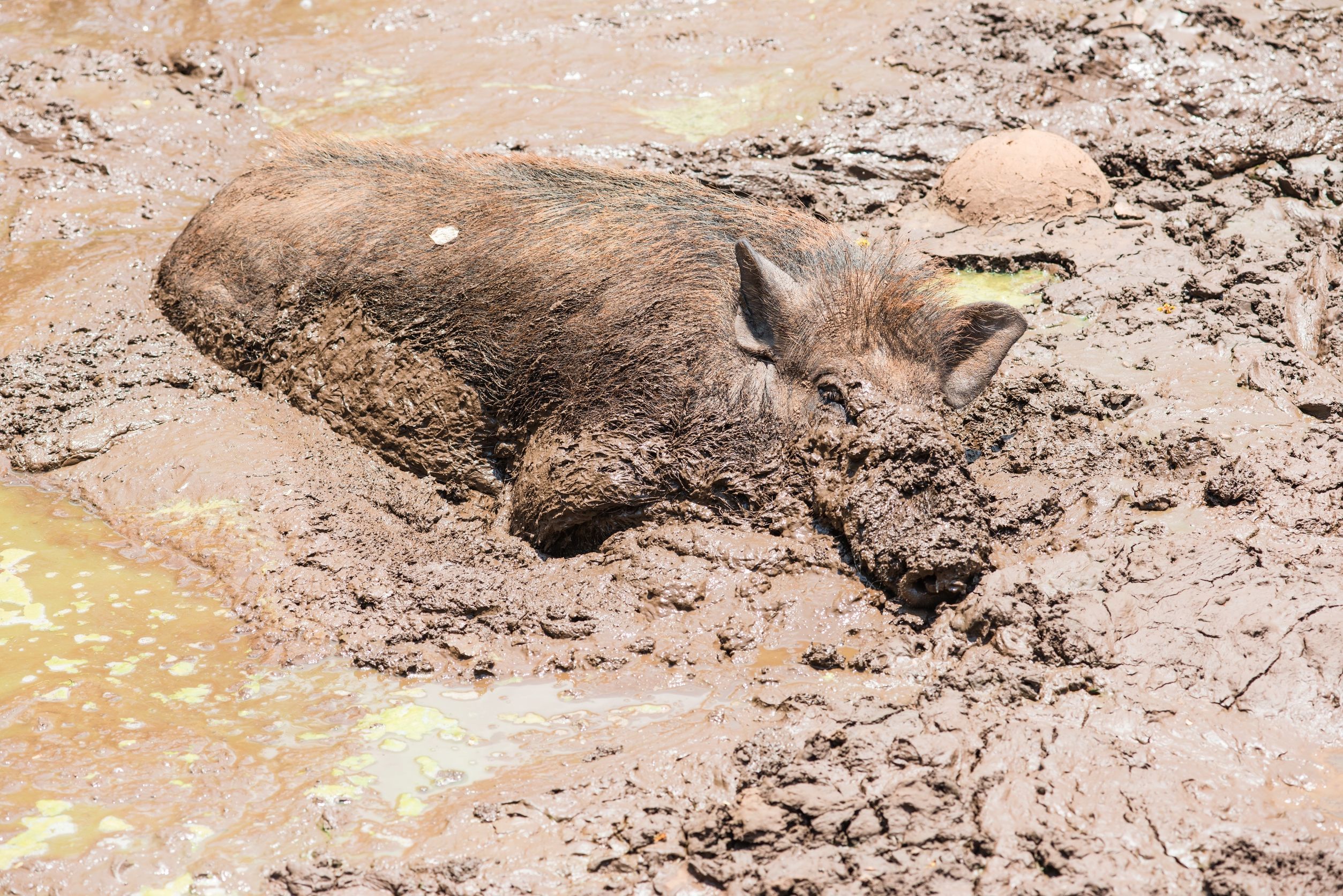 Protect Yourself From Feral Hog Diseases And Brucellosis When Hog Hunting Hog Blog HOGMAN