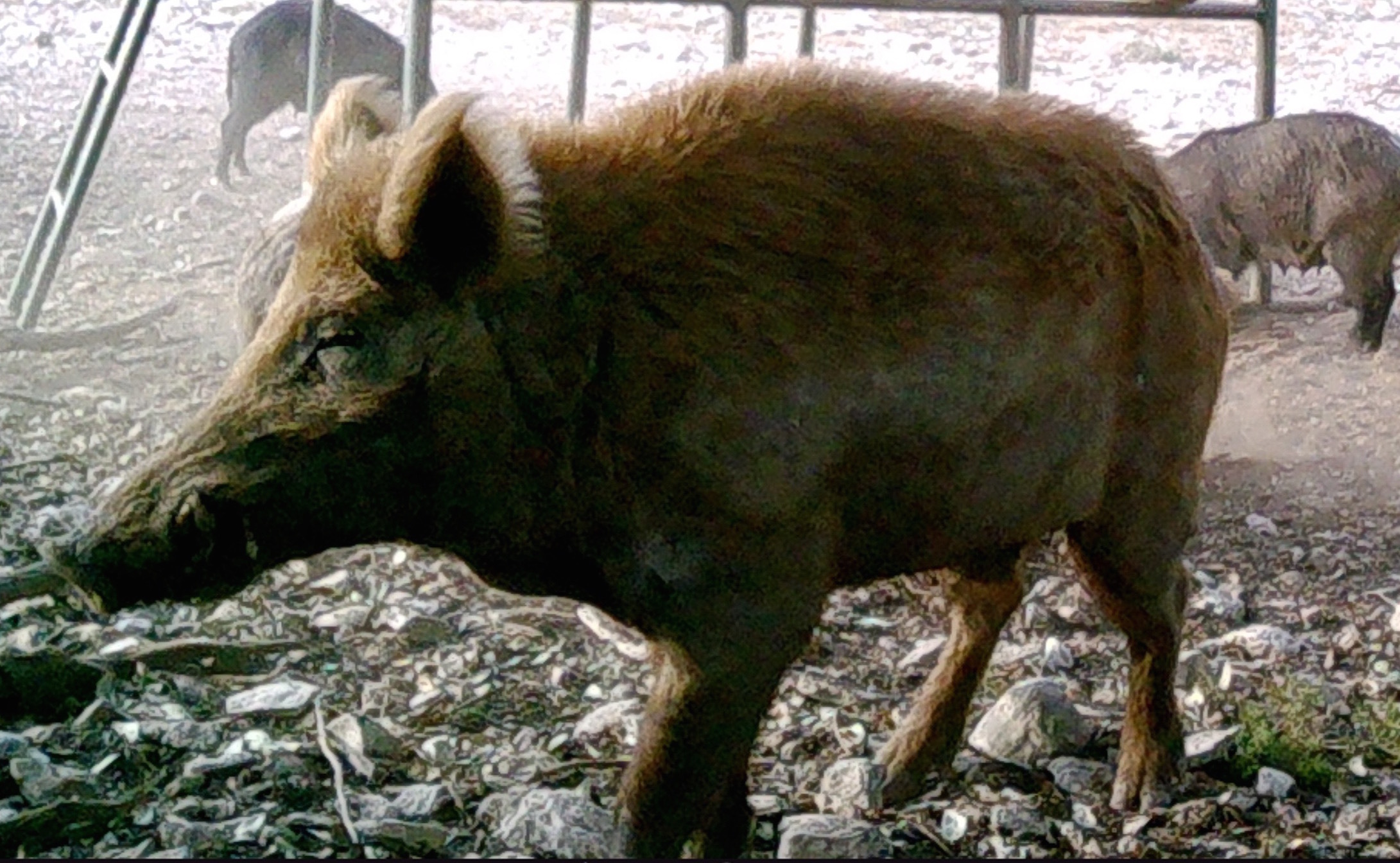 Making Sense Of Feral Hog Senses Hog Blog HOGMAN