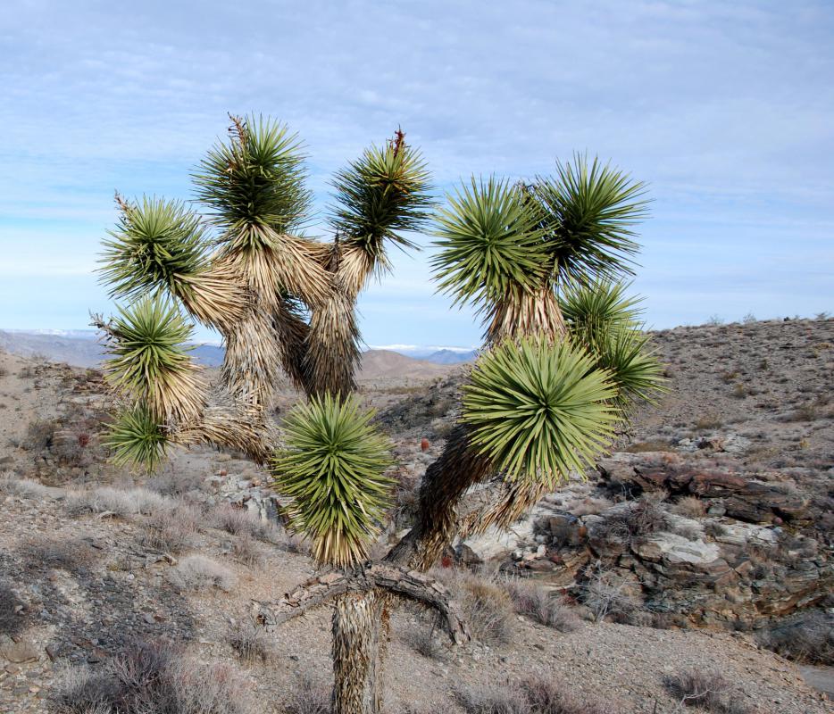 What are Some Examples of Desert Plants? (with pictures)