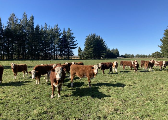 For sale Caldwell Road, Ongaonga, Central Hawke's Bay, Hawke's Bay
