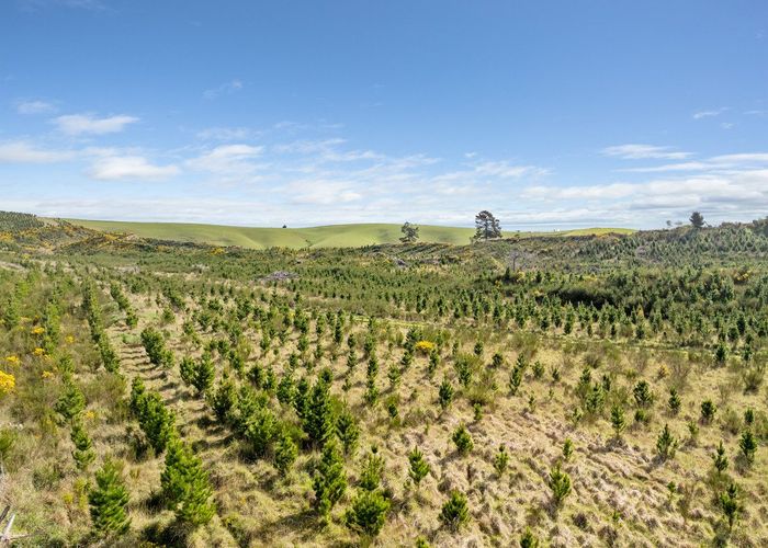 For sale Claim Ground Forest, Waitahuna, Clutha, Otago homes.co.nz