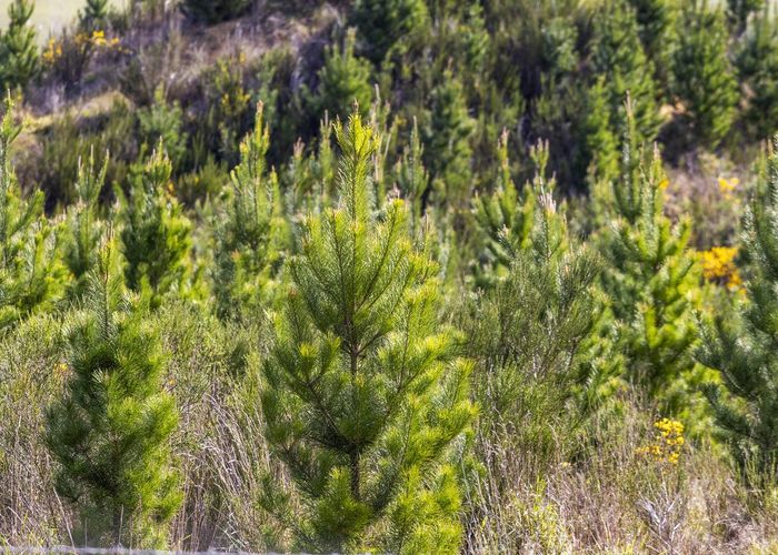 For sale Claim Ground Forest, Waitahuna, Clutha, Otago homes.co.nz