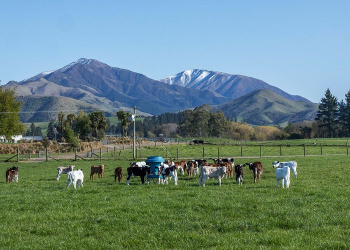 For sale 288 Four Peaks Road, Geraldine, Timaru, Canterbury homes.co.nz