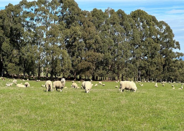 For sale 856 AllantonWaihola Road, Allanton, Dunedin, Otago homes