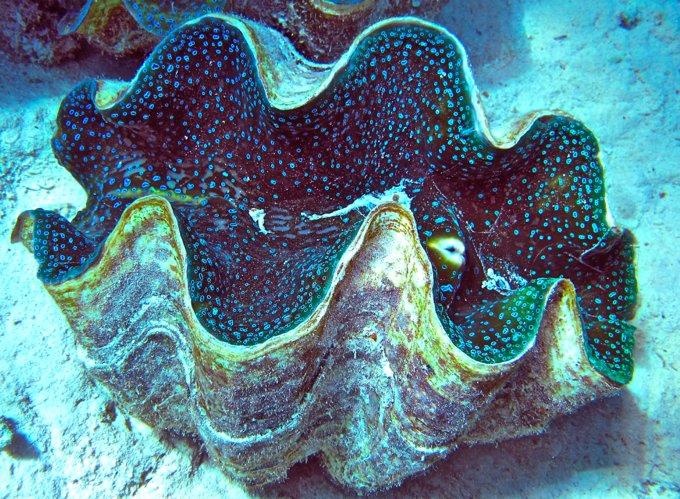 Diving With the Dream Team HuffPost Impact