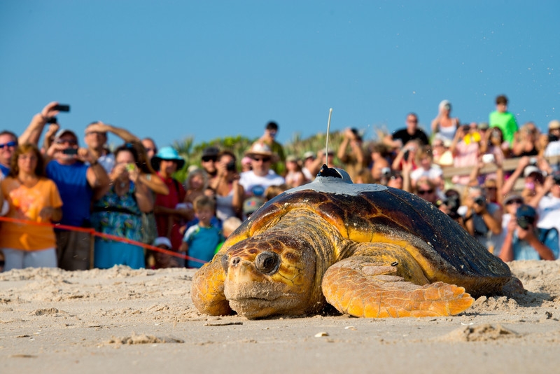 Tour de Turtles A Race for Sustainable Tourism HuffPost