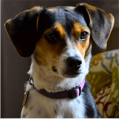 6 Gross Things My Dog Ate HuffPost