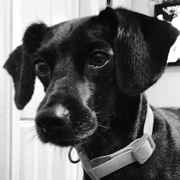 5 Things Dogs Teach You About Life HuffPost