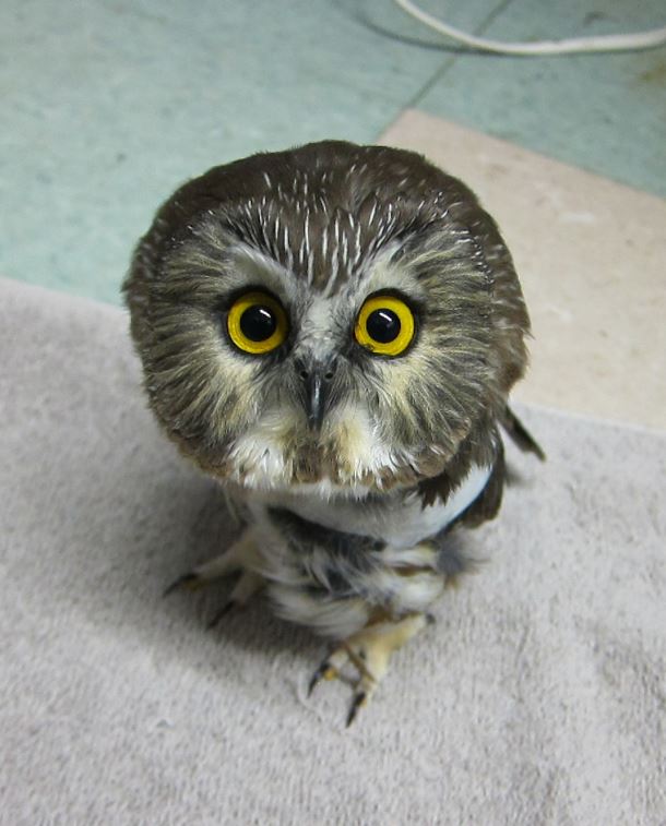 Tiny Owl Hits Window HuffPost