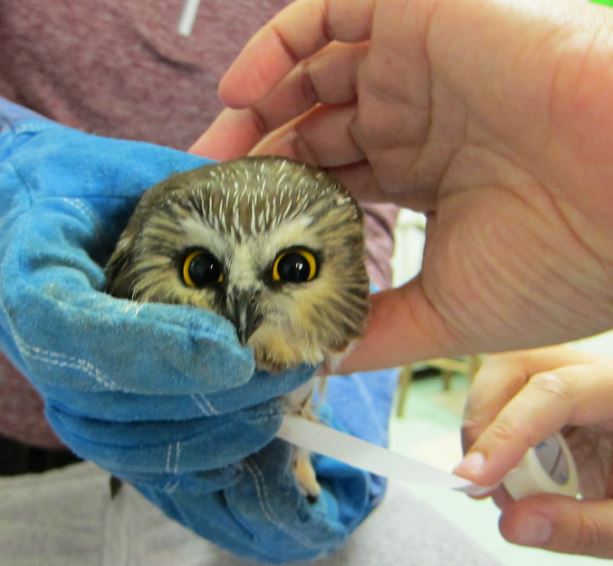 Tiny Owl Hits Window HuffPost