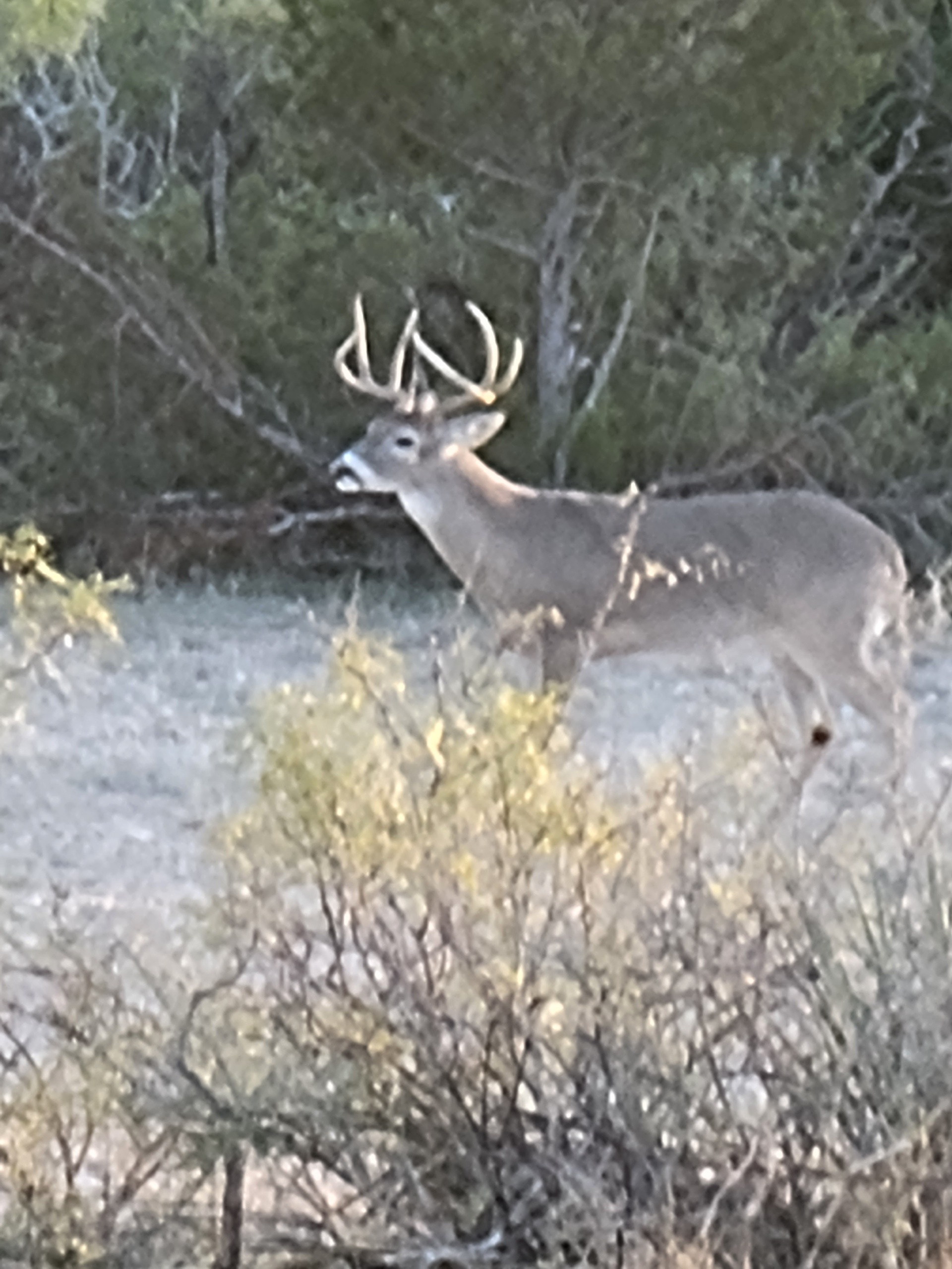 NOW AVAILABLE Annual Lease in Terrell County, Texas Hunting Leases