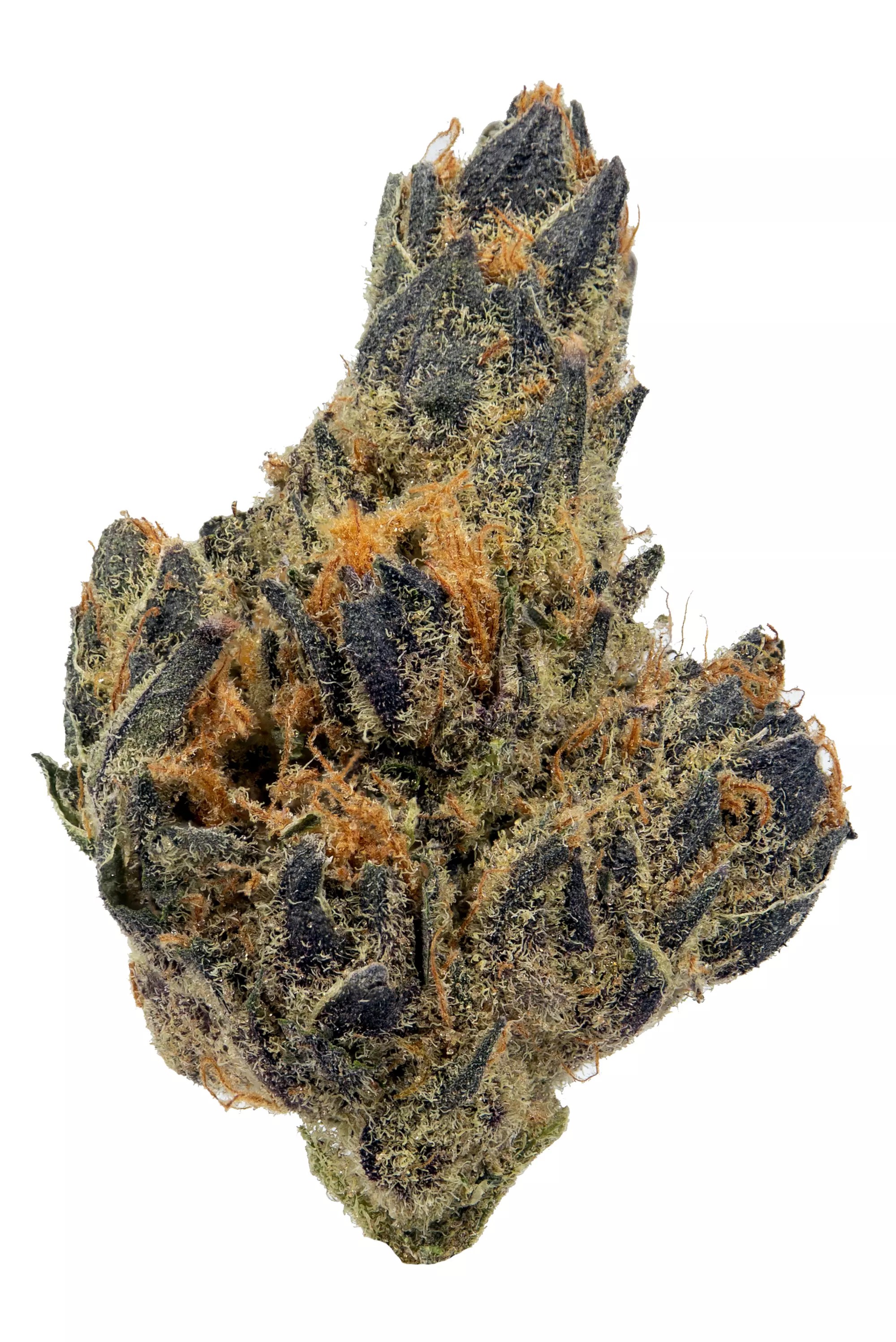 √1000以上 tiramisu og strain 767113Tiramisu og strain