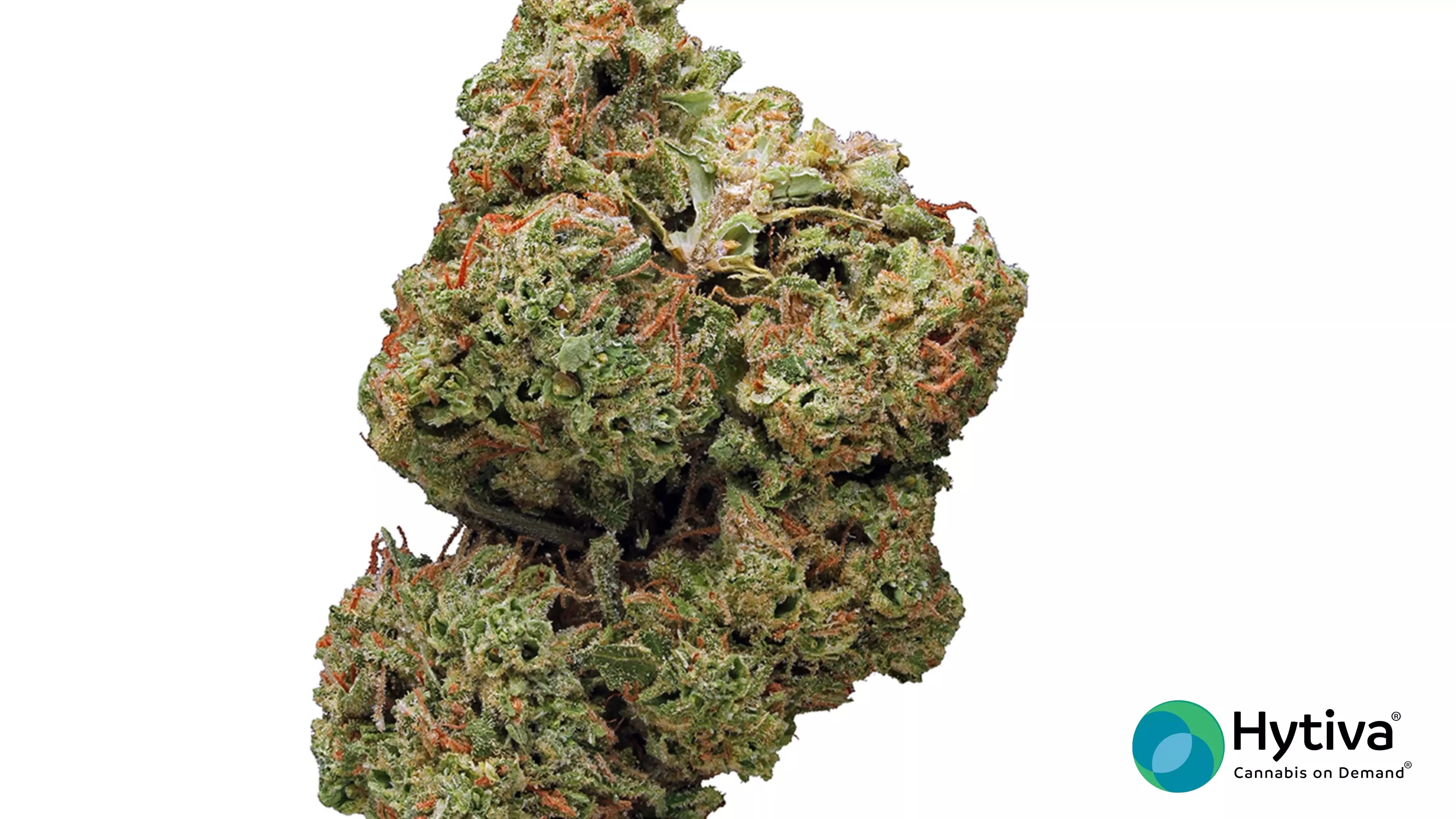 Candy Cane Runtz Connoisseur THCa Flower Gold Spectrum