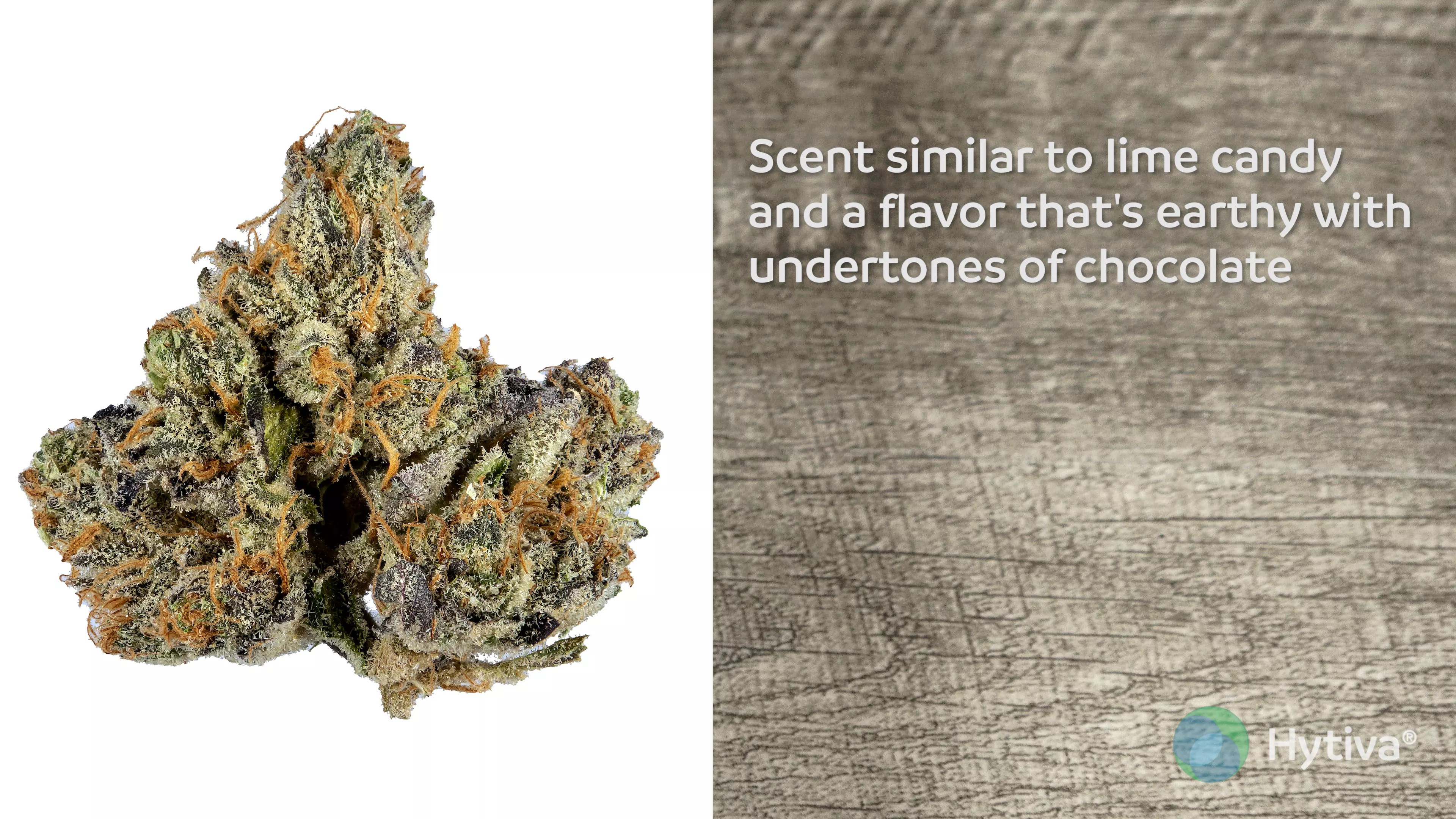 Key Lime Pie Sativa Cannabis Strain Video, CBD, THC, Terps Hytiva