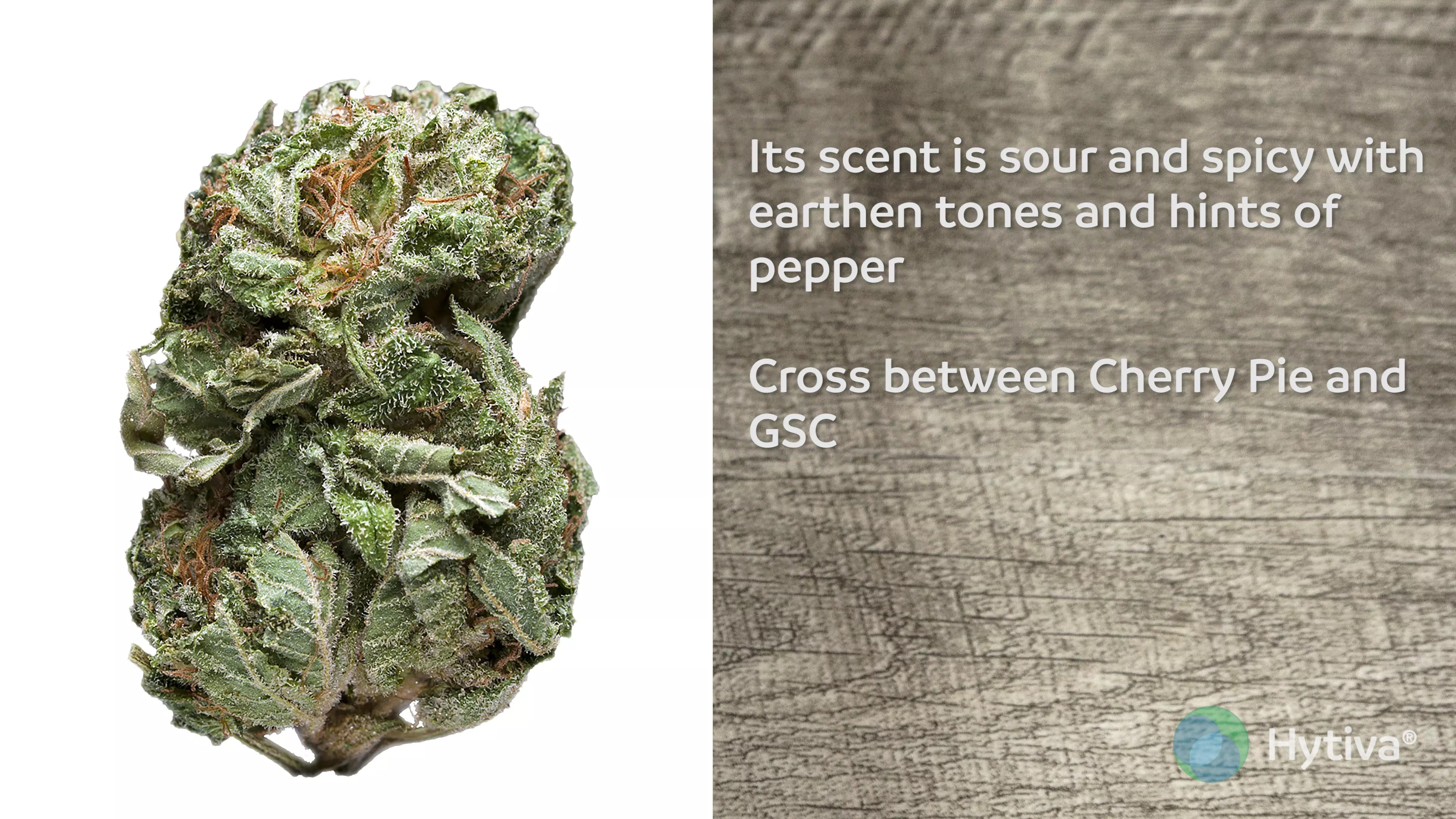 Pink Cookies Strain Hybrid Cannabis Video, CBD, THC Hytiva