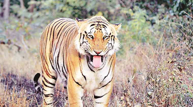 Missing Tiger BJP MP claims Jai poached, Maharashtra