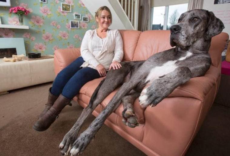 Massive 7ft 6in Great Dane in UK declared world’s largest