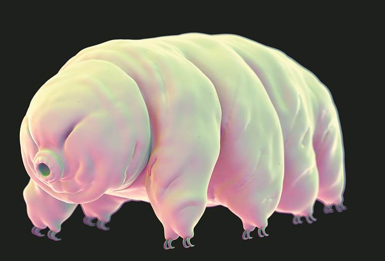 When all other life ends, the one likeliest to endure The Indian Express