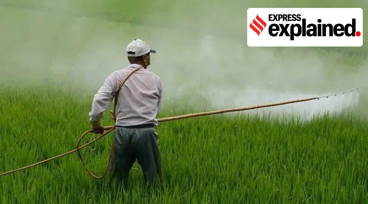 Explained Why Punjab govt’s temporary ban on nine pesticides can’t put